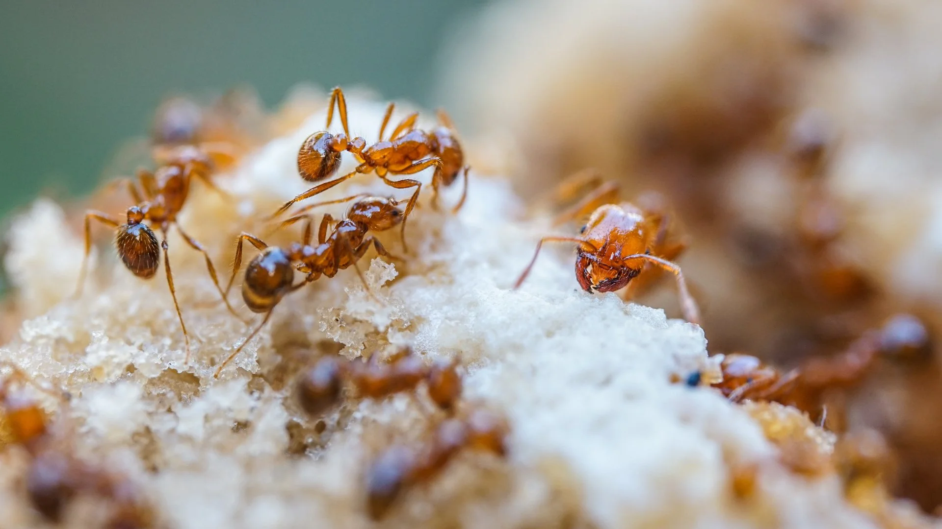 Do You Have Fire Ant Mounds on Your Lawn? Here's How to Tell