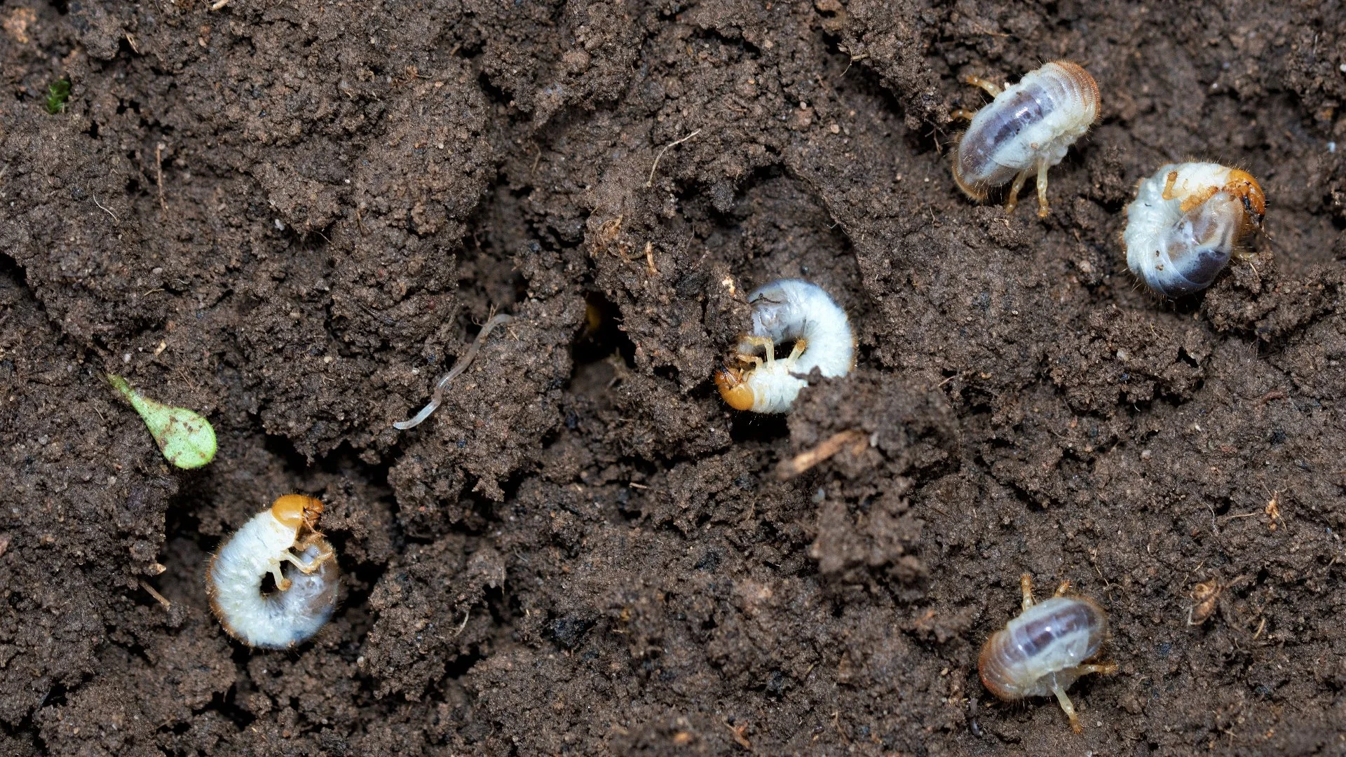 How to Help Your Lawn Recover From a Grub Infestation!