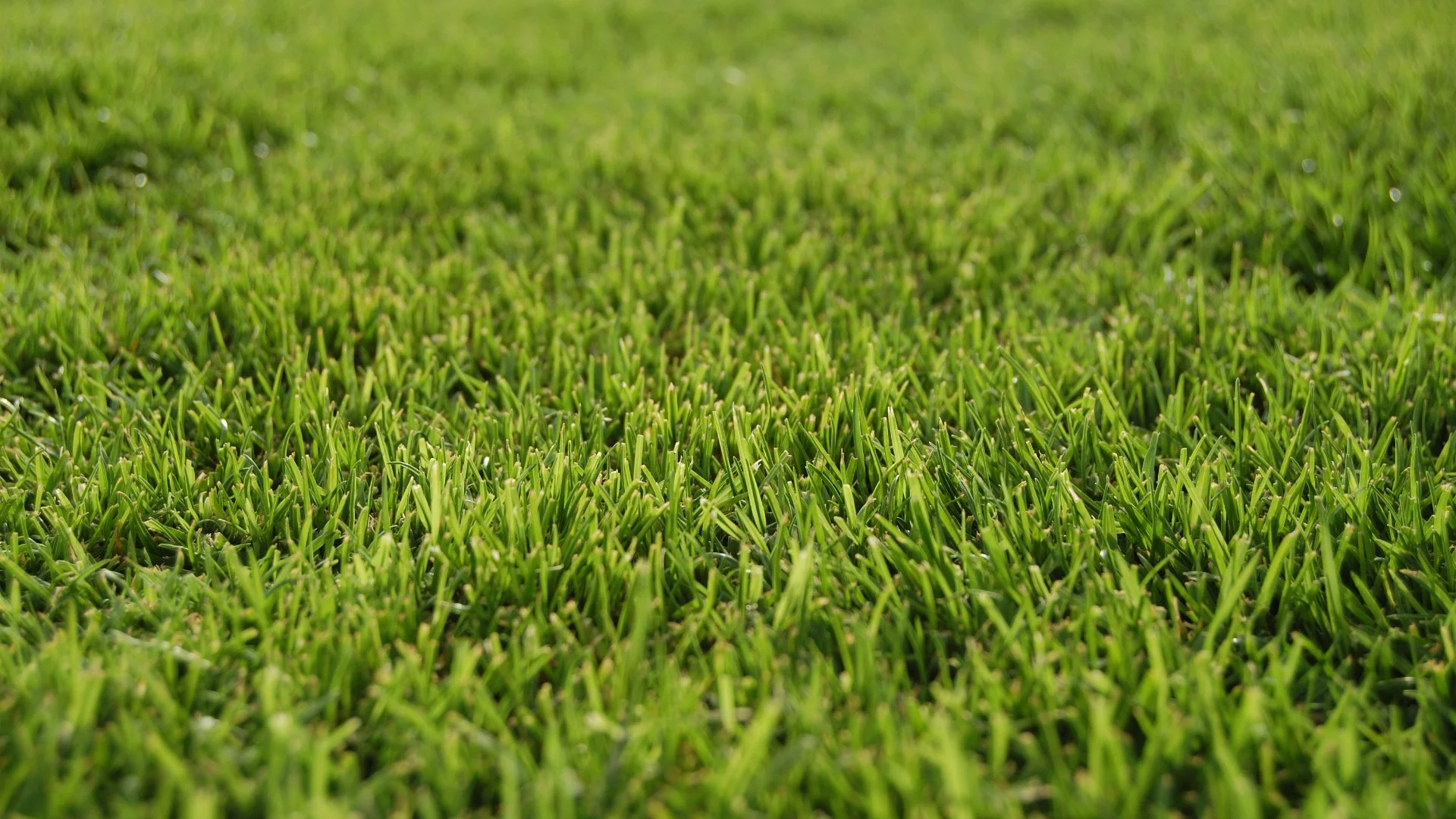 Organic-Based Fertilizers Are a Game Changer for Lawn Care