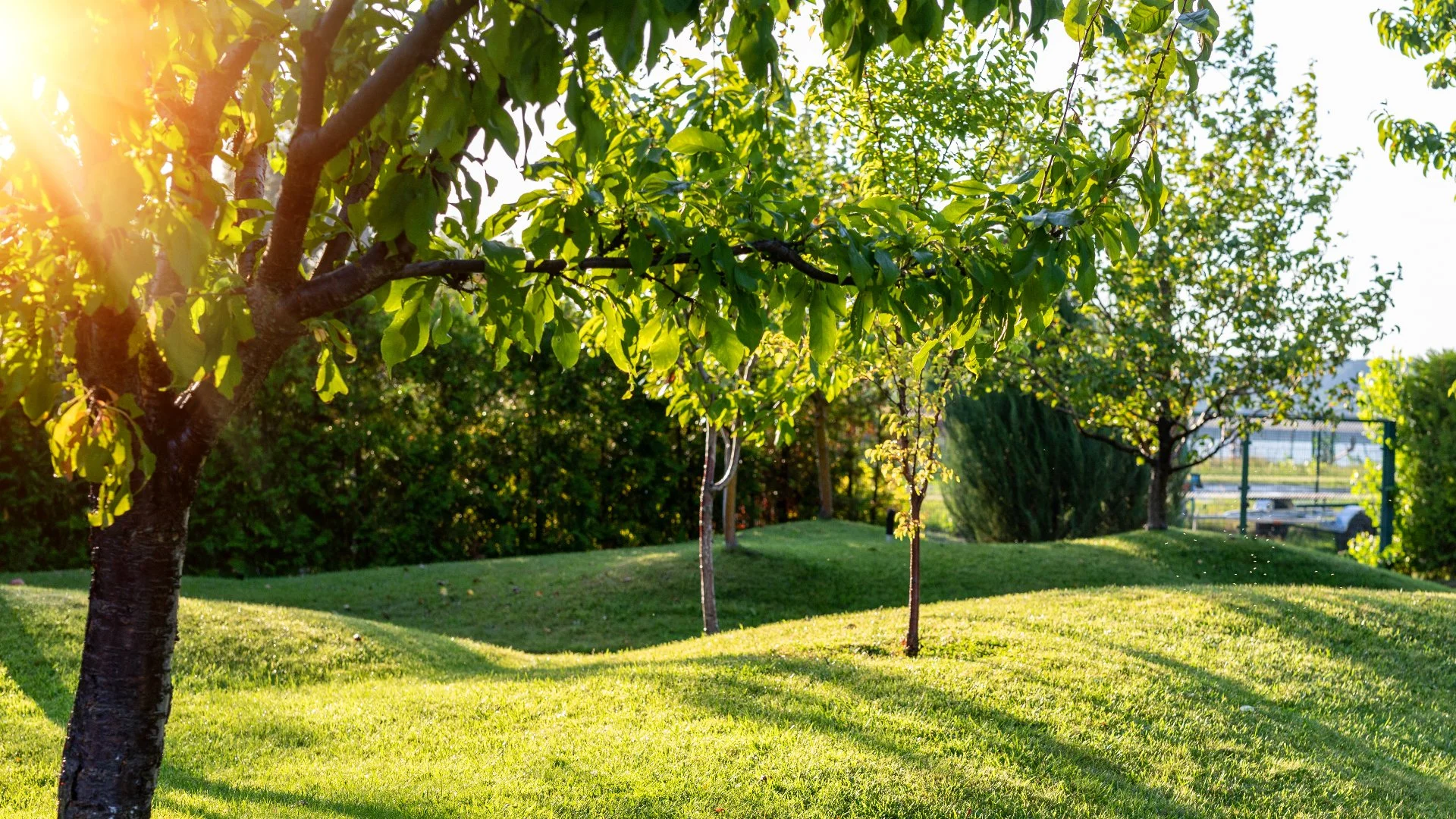 The Ideal Tree & Shrub Fertilization Service for Plants in Texas