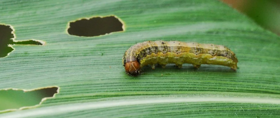 Armyworm found on lawn in %%targeatarea1%%, TX.