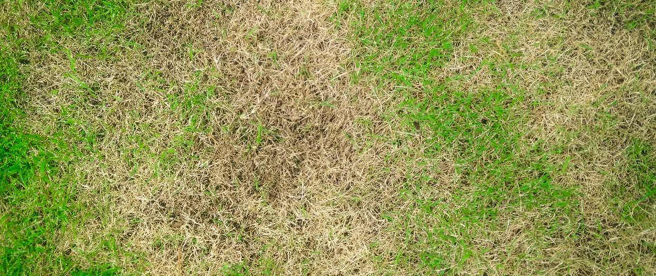 Brown patches of grass in Austin, TX.