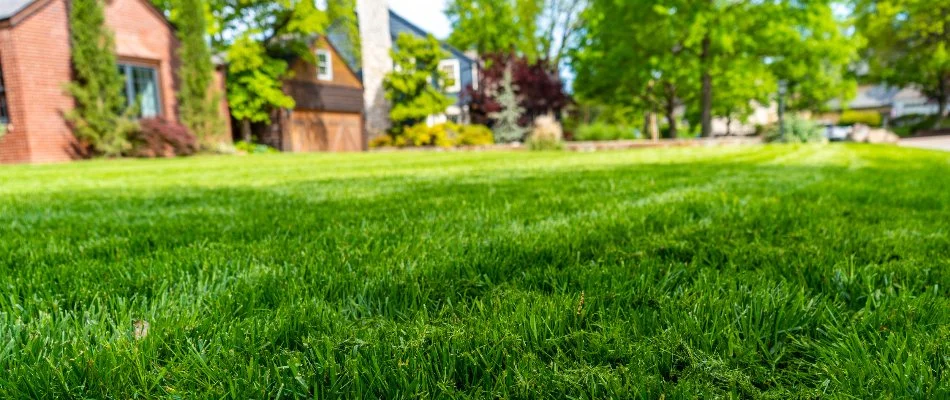 Dark green lawn on property in Austin, TX.