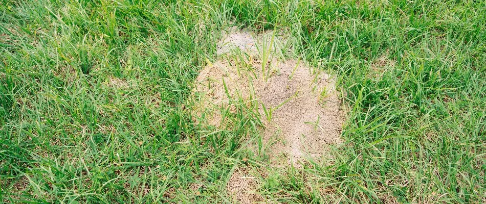 Fire ant mound on a lawn in Austin, TX.