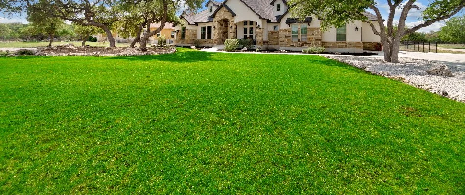 Large, green lawn in front of a house in Austin, TX.