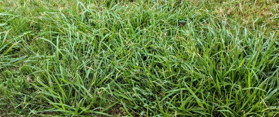 Overgrown crabgrass on a lawn in Austin, TX.