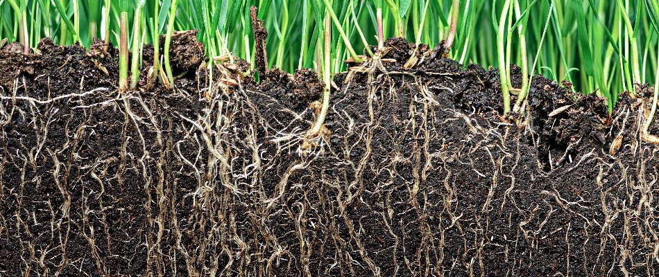 Roots of a grass in Austin, TX, in the soil.