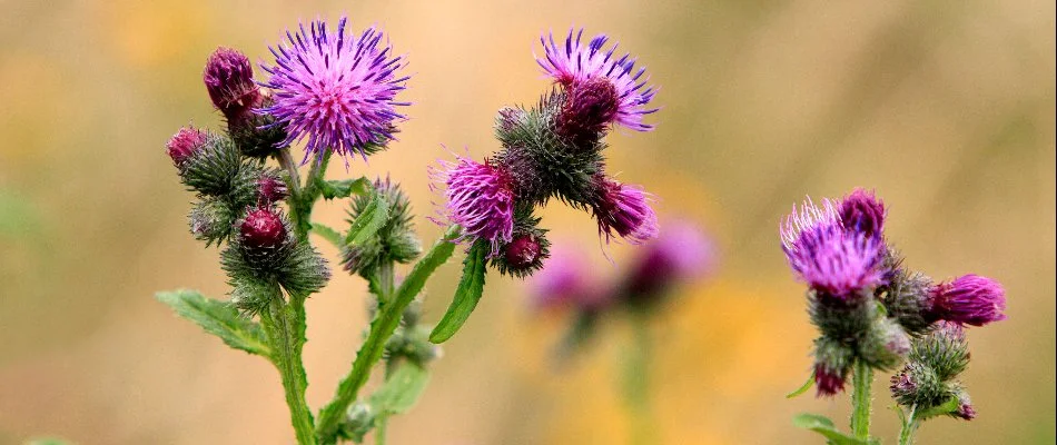 Purple thistle growing on lawn in Austin, TX.