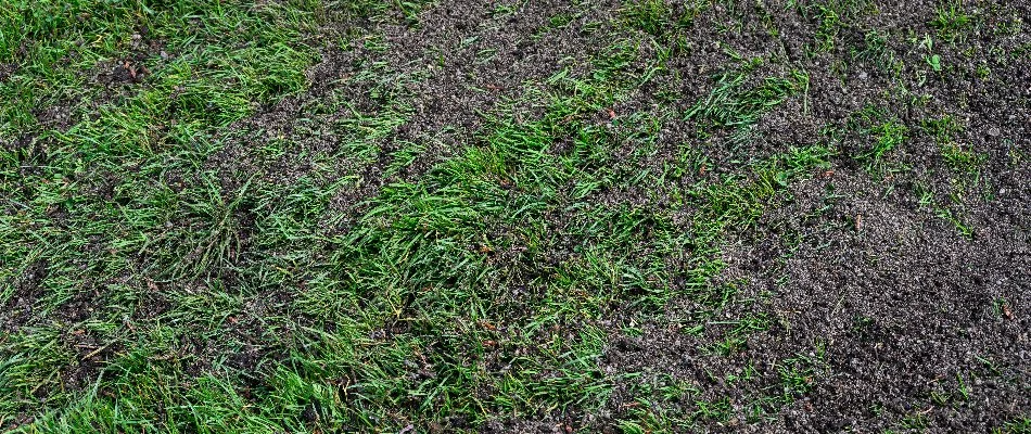 Topdressing spread across lawn in Austin, TX.