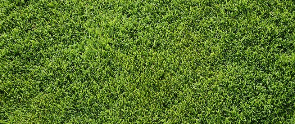 Vibrant, green bermudagrass lawn in Austin, TX.