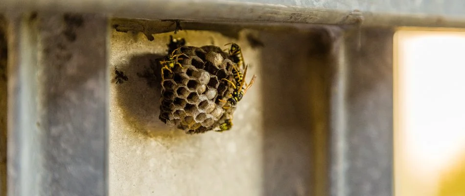 Wasp nest found outside home in Austin, TX.
