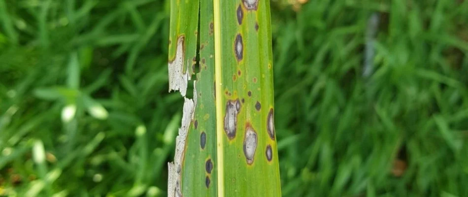 Leaf blade afflicted by gray leaf spot in Austin, TX.