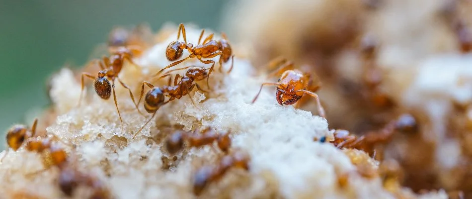 Fire ants outside their mound in Crestview, TX.