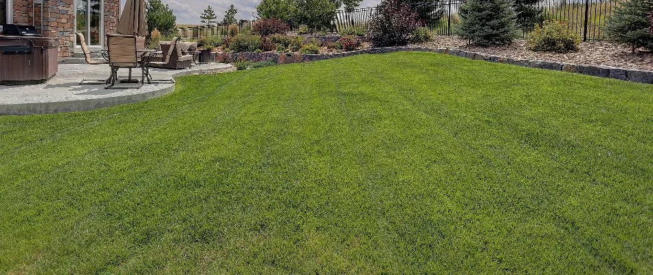 Green lawn in a backyard in Windsor Park, TX, with landscaping.