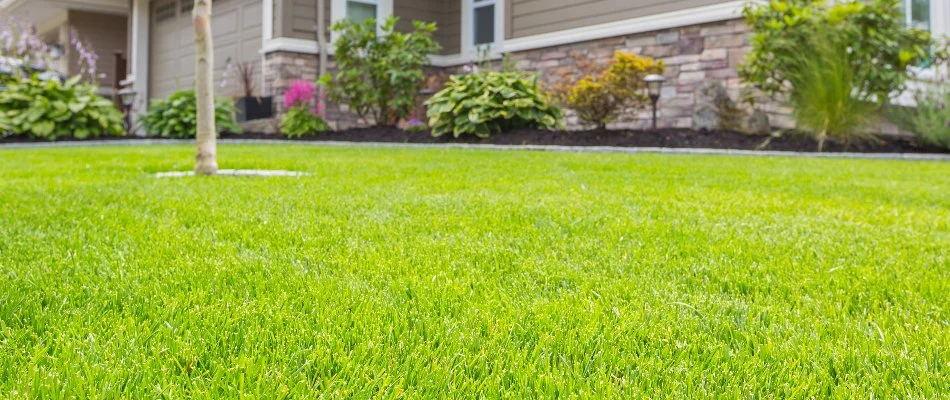 Healthy grass with tree and plants in Sun City, TX.