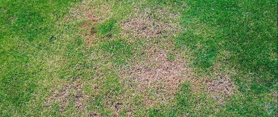 A lawn in Austin, TX, with take-all patch.