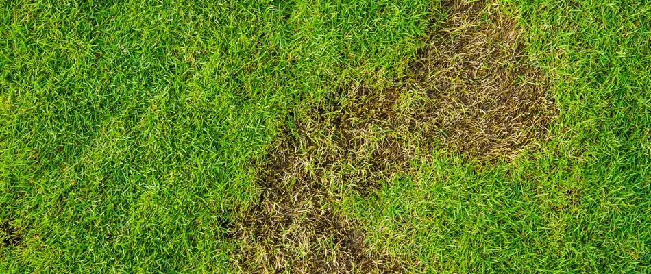 Damaged lawn from a grub infestation in Hutto, TX.