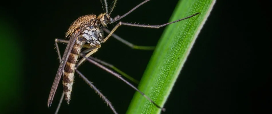 Mosquito on a green blade of grass in Mueller, TX.