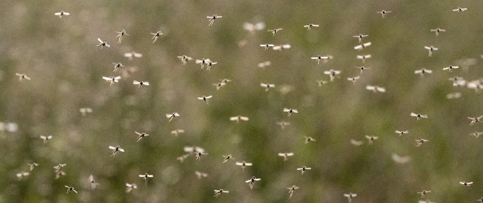 Mosquitoes flying around outside in Windsor Park, TX.