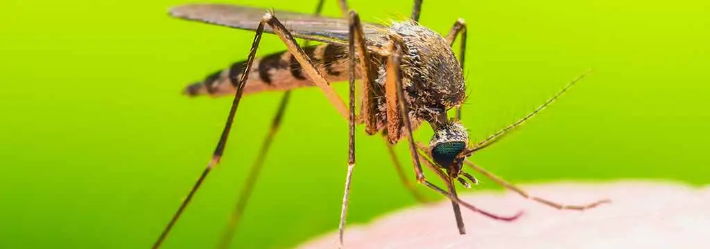 Close up photo of a mosquito biting someone in Austin, TX.